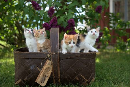 Academisch leiderschap: soms katten en poezen bij elkaar houden